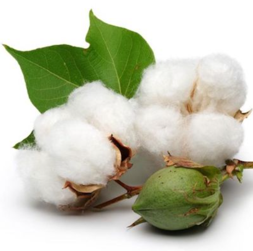 Desodorante Sólido Aroma Algodón - Alecobio