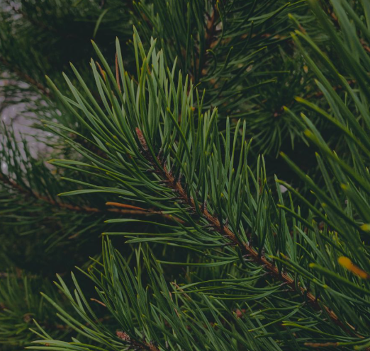 Aceite esencial de Pino Silvestre 10ml