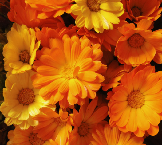 Aceite Vegetal Caléndula Bio 100ml