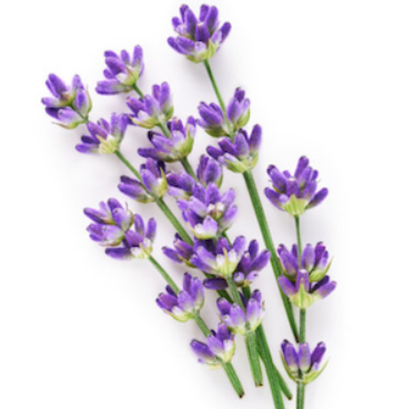 Champú Sólido Lavanda e Índigo - Alecobio