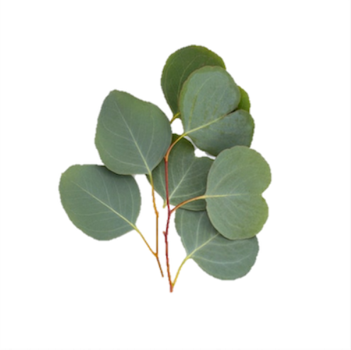 Champú Détox con Carbón Activo - Alecobio