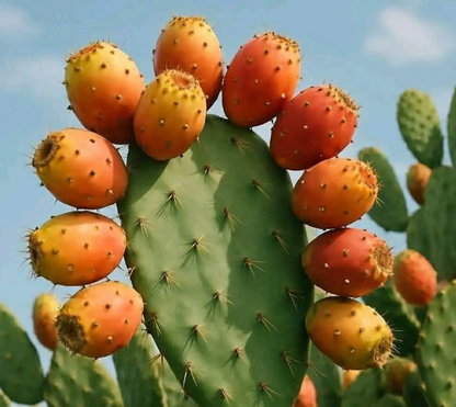 Aceite de Semilla de Higo Chumbo