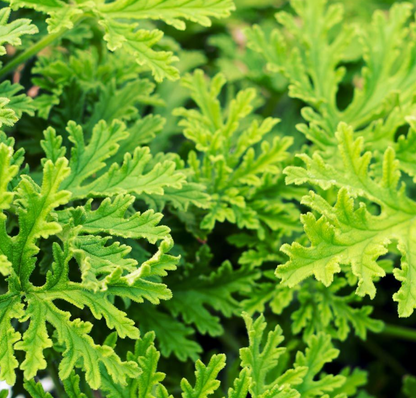 Aceite esencial de Citronela 10ml - Alecobio