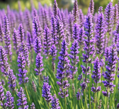 Aceite Esencial de Lavanda Bio 10ml - Alecobio