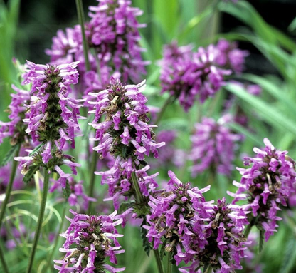 Aceite Esencial de Patchuli 10ml