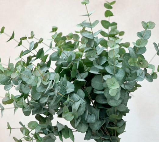 Aceite Esencial Eucalipto glóbulus 10ml