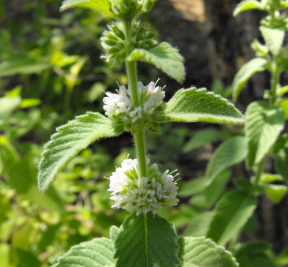 Aceite Esencial Menta Arvensis 10ml