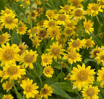 Aceite vegetal  Macerado de Árnica Bio 100ml