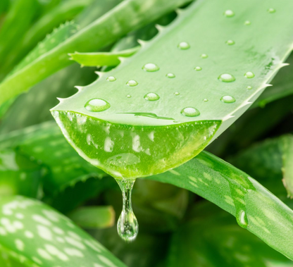 Champú Aloe Vera Alhourra