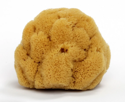 Esponja de Mar 100% Natural - Alecobio