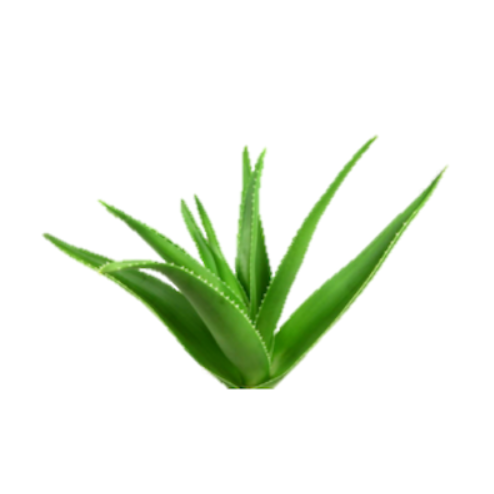 Gel -Champú Sólido 2 en 1 - Alecobio