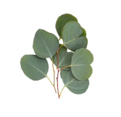 Champú Détox con Carbón Activo